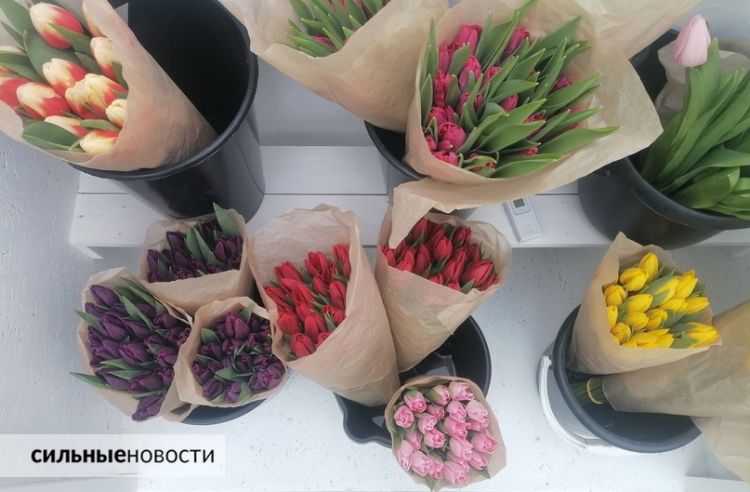 В канун 8 Марта «Сильные Новости» разбирались, где купить тюльпаны оптом, сколько они стоят в розницу и почему не стоит доверять сверхдешевым предложениям