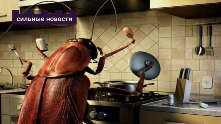 Гомельские тараканы: как рыжие прусаки захватывали кухни в XIX веке и куда они пропали в 90-е