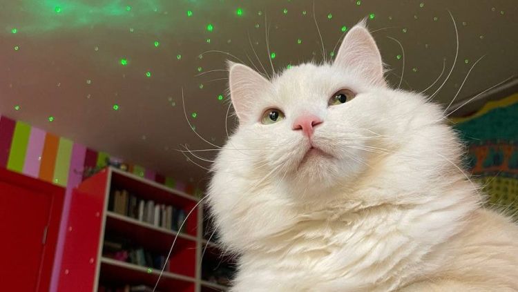 Мем смешной, ситуация страшная. Гомельчане рассказали про самые странные и безумные поступки своих бывших