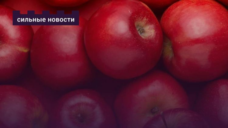 Большой урожай: куда сдать излишки яблок и как выгодно купить понравившийся сорт?