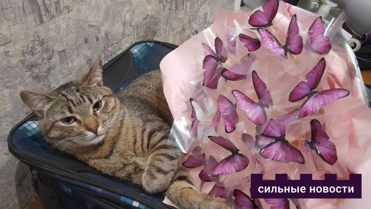 «Раздражает, когда у девушки в анкете пафос типа “Маминых сынков не принимаю”». Гомельчане откровенно рассказывают об опыте знакомства в интернете