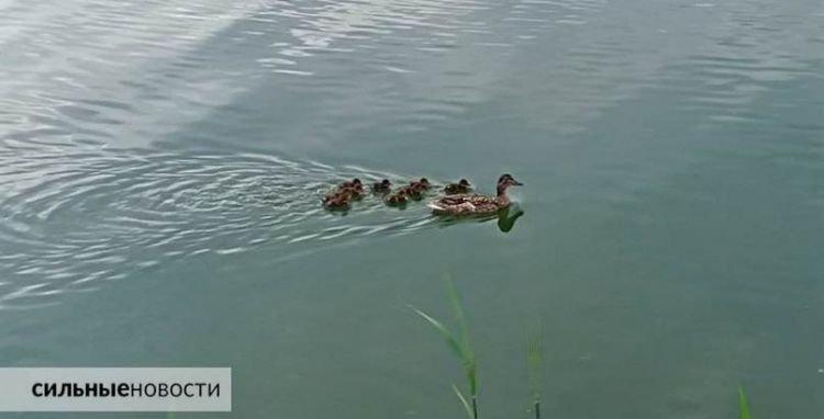 На эти водоемы лучше смотреть со стороны. Вот список мест Гомеля, где запрещено купаться