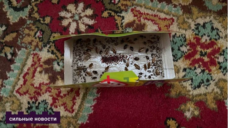 Жуткий трэш. Жители общежития в Жодино 20 лет страдают от вони и тараканов из-за мусорщицы-соседки и ничего не могут с этим сделать