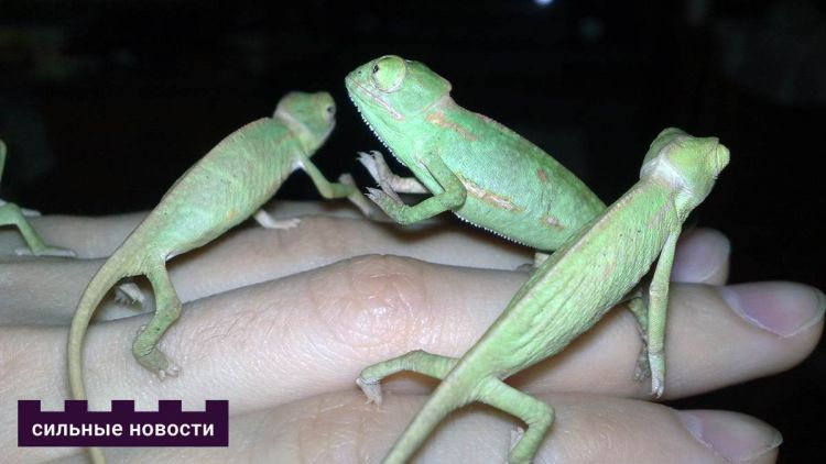 У гамяльчаніна жыў кракадзіл, а цяпер ён гадуе расліну, якой больш няма ў дзікай прыродзе
