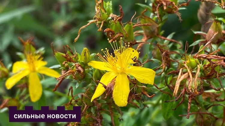 Розмарин для бодрости, чабрец – для покоя, а от кукурузных рыльцев ждите «сюрприза». Поговорили с создательницей авторских чаев из Гомеля, как травы делают жизнь приятней, и какие выбрать под разные нужды