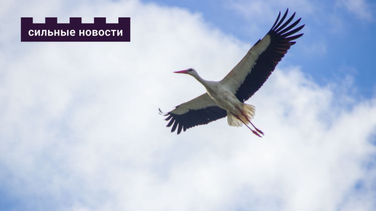 Самые быстрые, выносливые и скрытные: ТОП перелетных птиц Беларуси и их рекорды