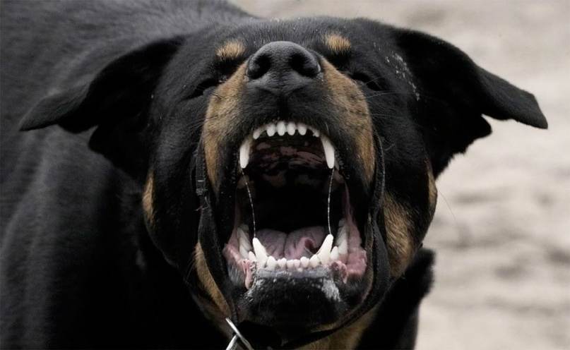 Что ждет собаку, напавшую на человека, какие породы самые агрессивные и насколько оштрафуют хозяина животного? Читайте в материале «Сильных Новостей», изображение №1