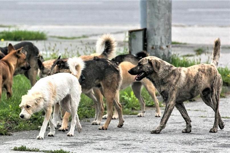 Что ждет собаку, напавшую на человека, какие породы самые агрессивные и насколько оштрафуют хозяина животного? Читайте в материале «Сильных Новостей», изображение №2