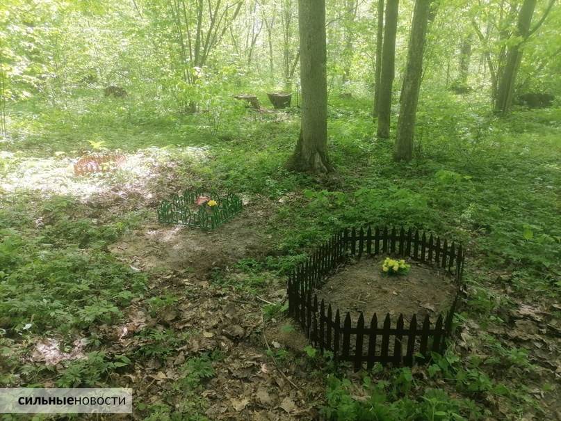 В 104-м микрорайоне рядом с зоной отдыха разрастается кладбище домашних животных. «Сильные Новости» разбирались, почему хоронить питомцев «где хочется» не очень хорошая идея, изображение №8