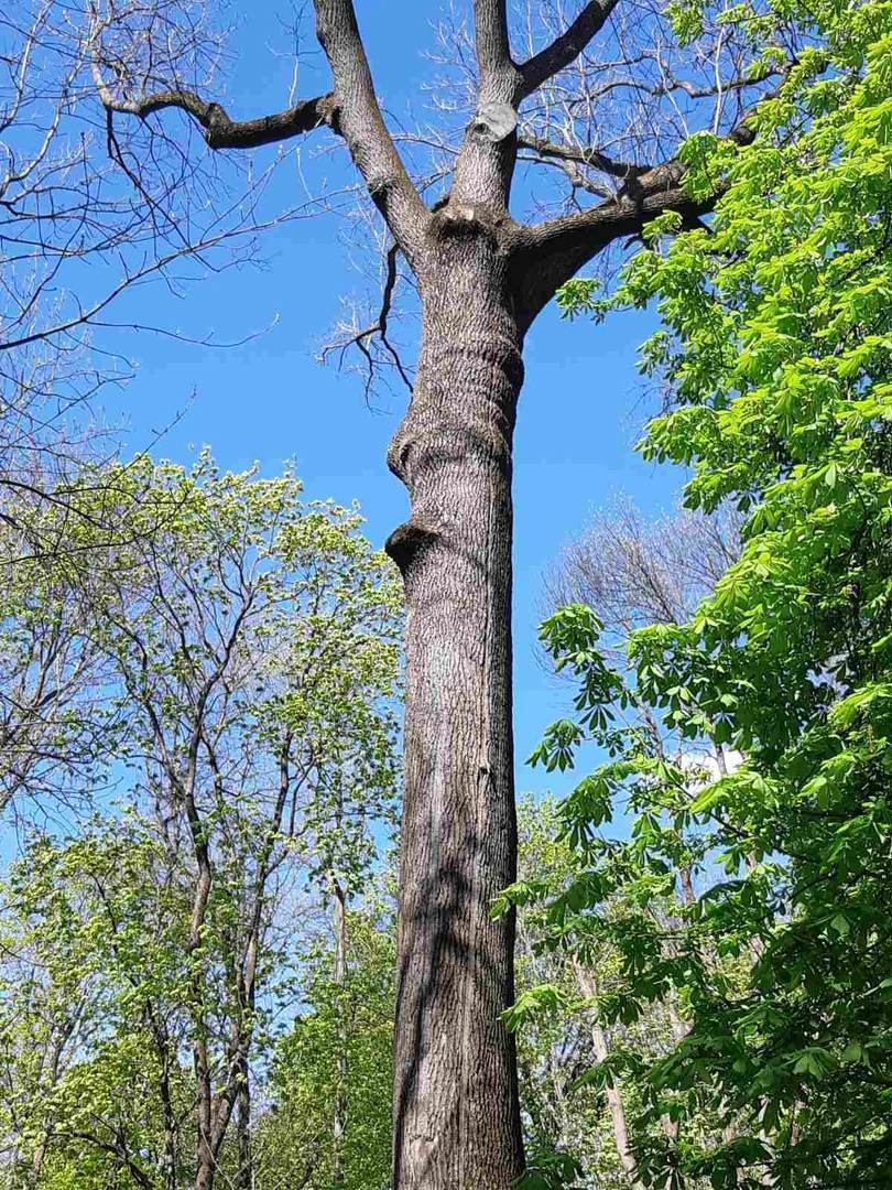Цветущая сакура, техсотлетние дубы и ствол, растущий вниз. Топ-15 самых необычных деревьев Гомеля от «Сильных новостей», изображение №2