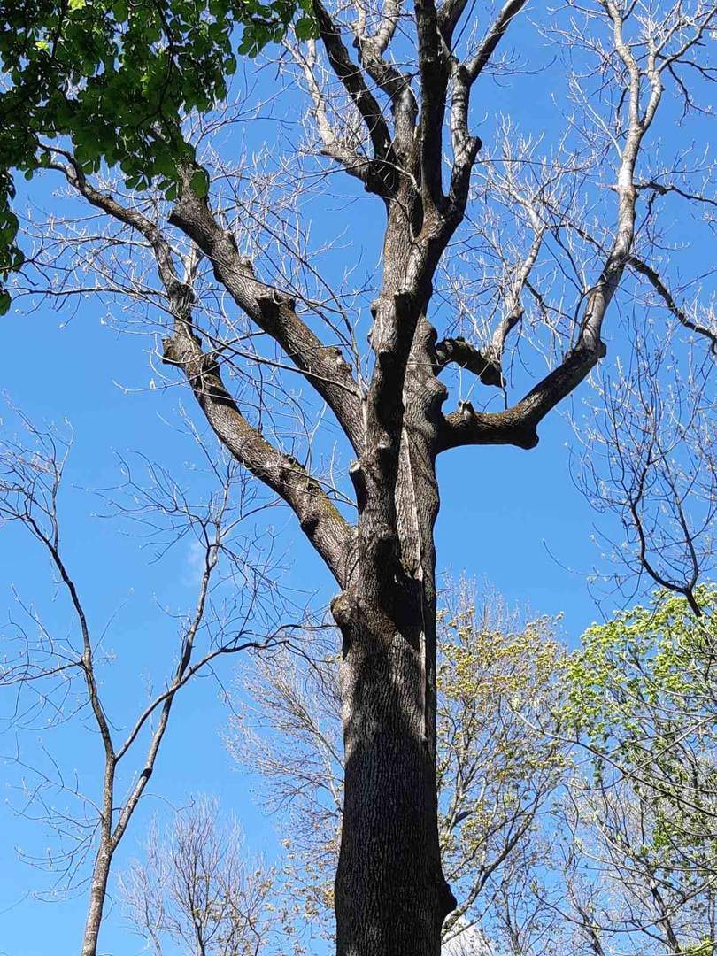 Цветущая сакура, техсотлетние дубы и ствол, растущий вниз. Топ-15 самых необычных деревьев Гомеля от «Сильных новостей», изображение №3