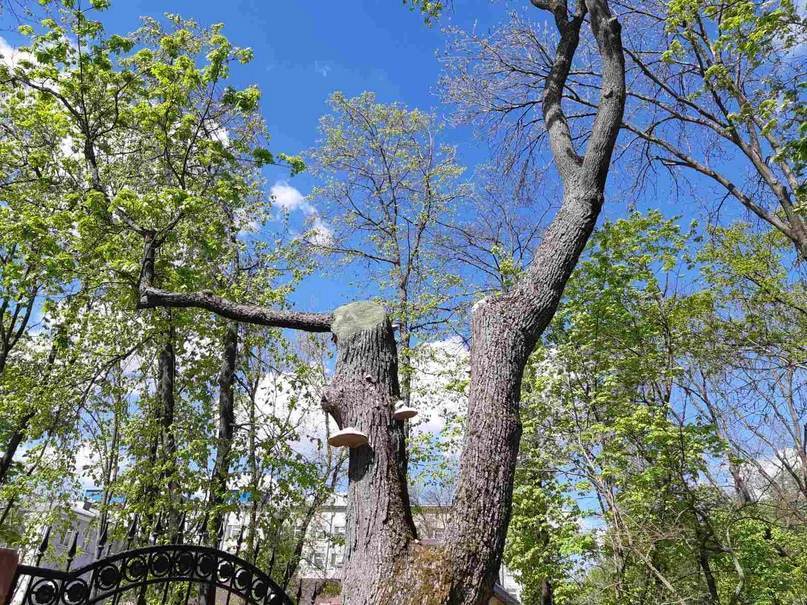 Цветущая сакура, техсотлетние дубы и ствол, растущий вниз. Топ-15 самых необычных деревьев Гомеля от «Сильных новостей», изображение №17