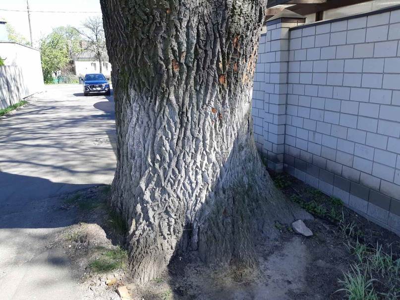 Цветущая сакура, техсотлетние дубы и ствол, растущий вниз. Топ-15 самых необычных деревьев Гомеля от «Сильных новостей», изображение №19