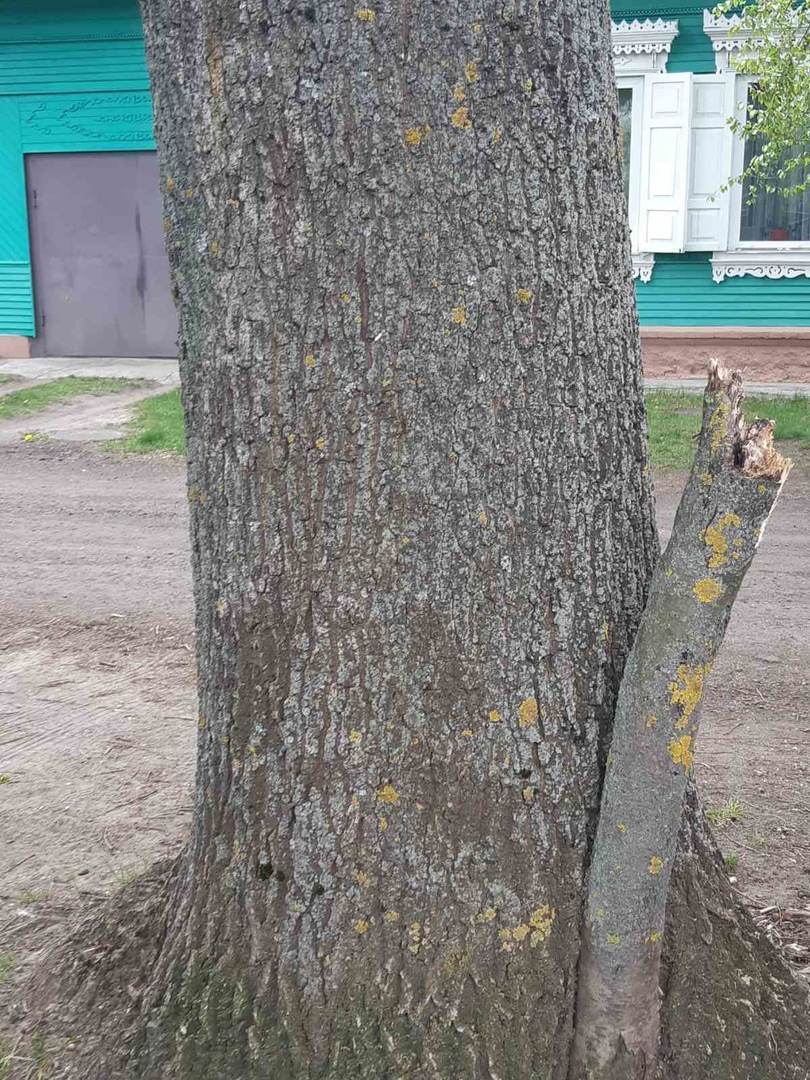 Цветущая сакура, техсотлетние дубы и ствол, растущий вниз. Топ-15 самых необычных деревьев Гомеля от «Сильных новостей», изображение №14