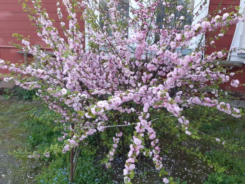 Цветущая сакура, техсотлетние дубы и ствол, растущий вниз. Топ-15 самых необычных деревьев Гомеля от «Сильных новостей», изображение №25