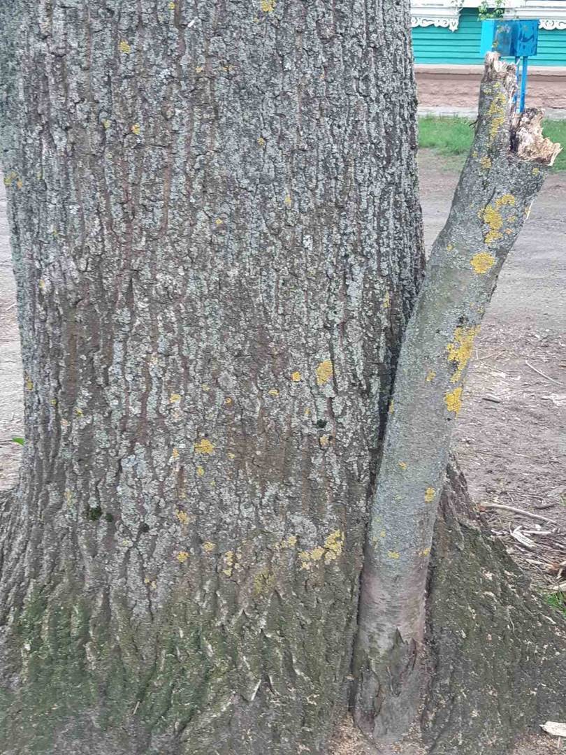 Цветущая сакура, техсотлетние дубы и ствол, растущий вниз. Топ-15 самых необычных деревьев Гомеля от «Сильных новостей», изображение №15