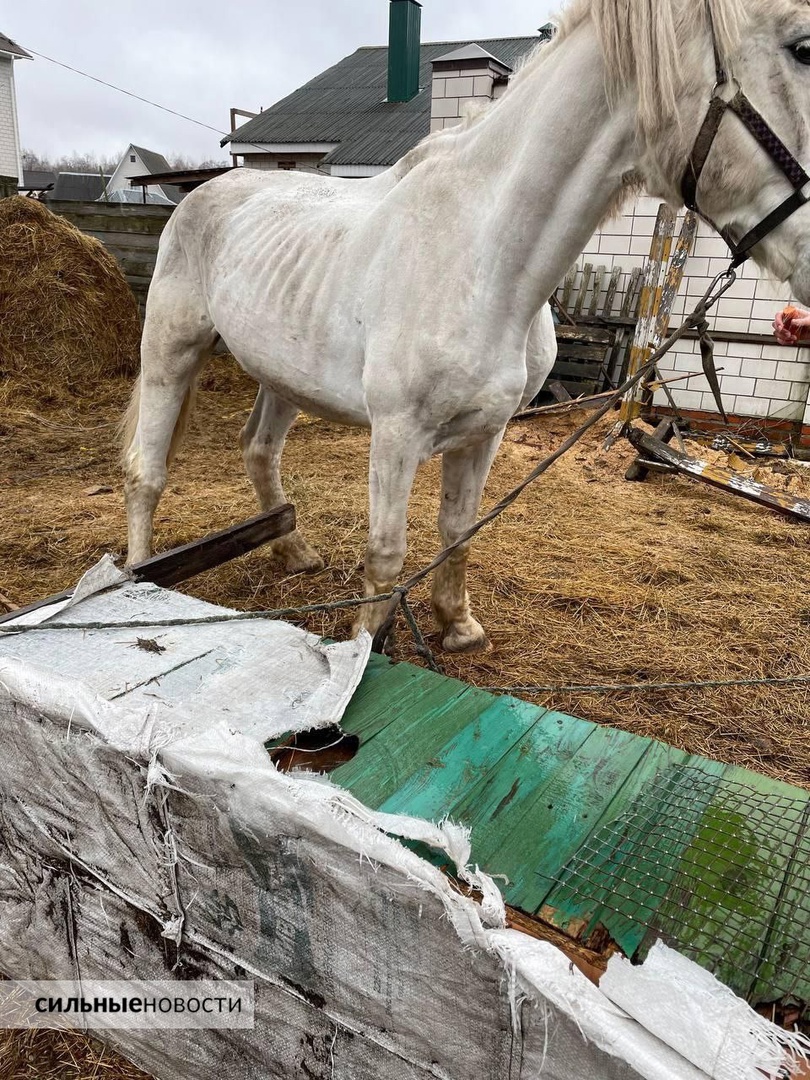 Владельцев гомельского конного клуба «Буцефал» обвинили в том, что они морят лошадей голодом. В клубе говорят, что это выдумки и происки конкурентов, изображение №3