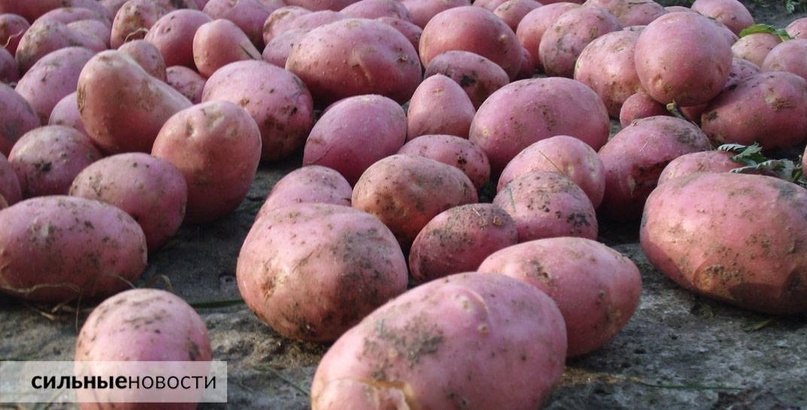 В Беларуси подешевела картошка. Разбираемся, что происходит с ценами на сельхозпродукцию и ждать ли подорожания, изображение №2