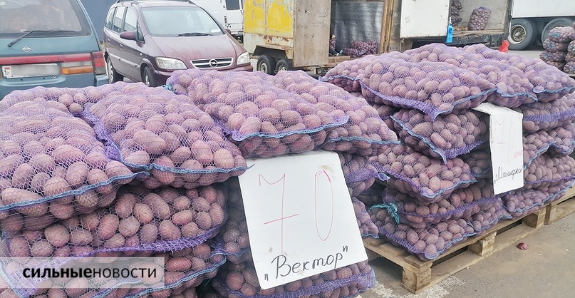 В Беларуси подешевела картошка. Разбираемся, что происходит с ценами на сельхозпродукцию и ждать ли подорожания, изображение №1