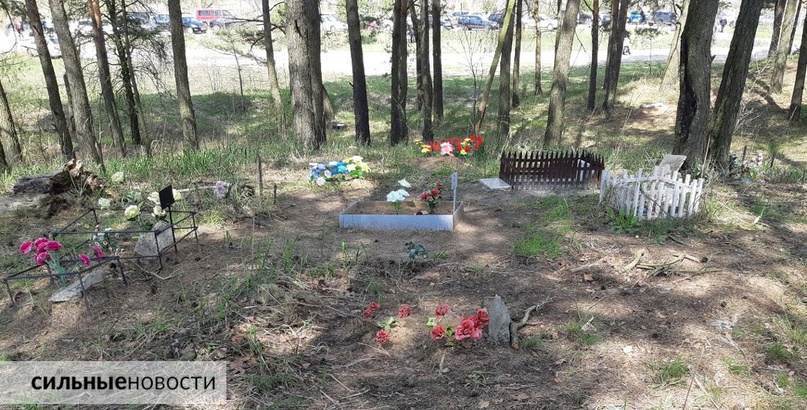 Под Гомелем нашли кладбище домашних животных. На Радуницу тут появилось много цветов, изображение №3